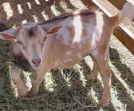 nigerian dwarf dairy goats for sale in colorado